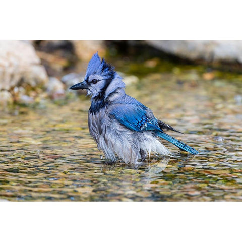 Blue Jay-Cyanocitta cristata-bathing Marion County-Illinois Black Modern Wood Framed Art Print by Day, Richard and Susan