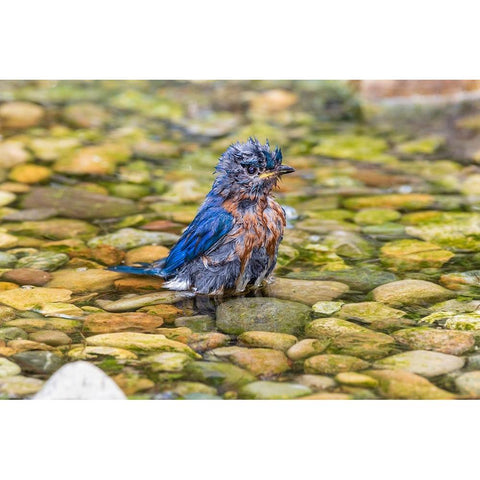 Eastern Bluebird-Sialia sialis-male bathing Marion County-Illinois Black Modern Wood Framed Art Print by Day, Richard and Susan