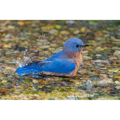 Eastern Bluebird-Sialia sialis-male bathing Marion County-Illinois Black Modern Wood Framed Art Print by Day, Richard and Susan