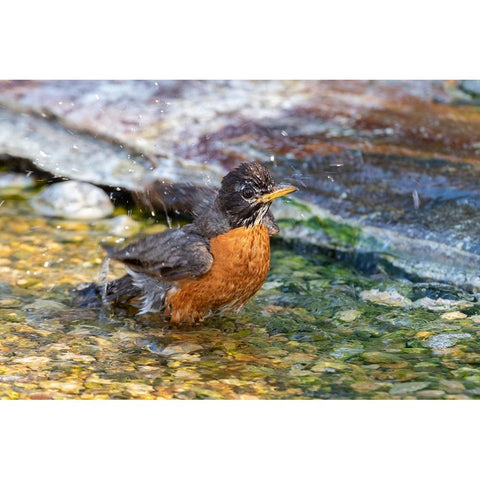 American Robin-Turdus migratorius-bathing Marion County-Illinois Gold Ornate Wood Framed Art Print with Double Matting by Day, Richard and Susan