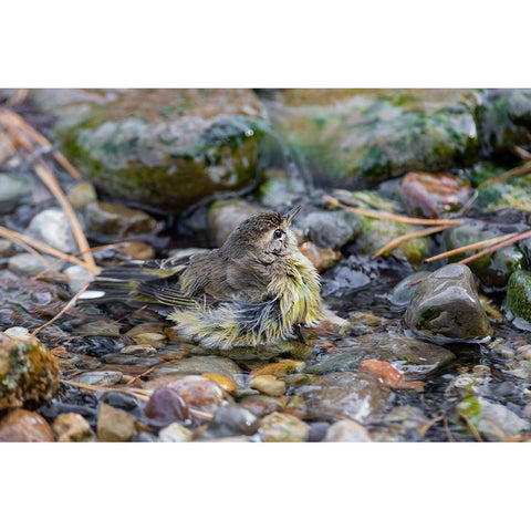 Palm Warbler-Setophaga palmarum-bathing Marion County-Illinois Black Modern Wood Framed Art Print by Day, Richard and Susan