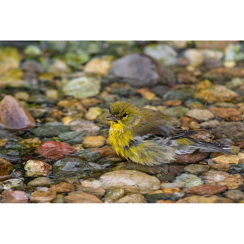 Pine Warbler-Setophaga pinus-bathing Marion County-Illinois White Modern Wood Framed Art Print by Day, Richard and Susan