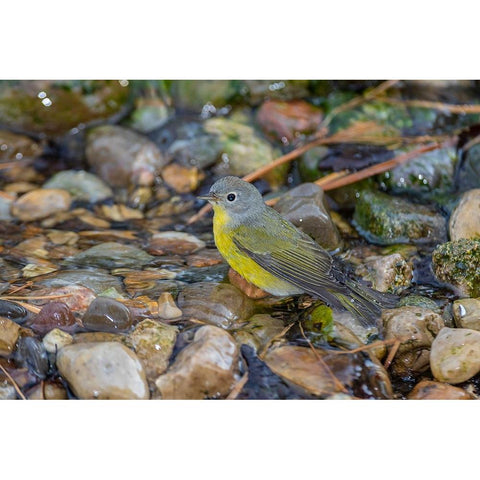 Nashville Warbler-Leiothlypis ruficapilla-bathing Marion County-Illinois Black Modern Wood Framed Art Print by Day, Richard and Susan