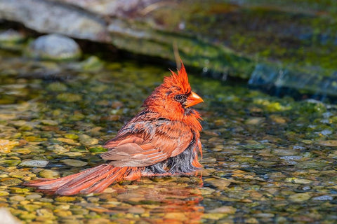 Northern Cardinal-Cardinalis cardinalis-male bathing Marion County-Illinois Black Ornate Wood Framed Art Print with Double Matting by Day, Richard and Susan