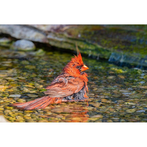 Northern Cardinal-Cardinalis cardinalis-male bathing Marion County-Illinois Black Modern Wood Framed Art Print by Day, Richard and Susan
