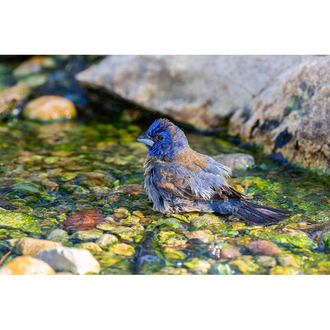 Blue Grosbeak-Passerina caerulea-male bathing Marion County-Illinois Black Modern Wood Framed Art Print by Day, Richard and Susan