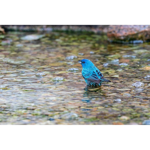 Indigo Bunting-Passerina cyanea-male bathing Marion County-Illinois Black Modern Wood Framed Art Print by Day, Richard and Susan