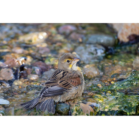 Dickcissel-Spiza americana-bathing Marion County-Illinois Black Modern Wood Framed Art Print with Double Matting by Day, Richard and Susan
