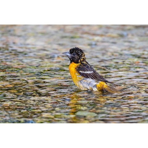 Baltimore Oriole-Icterus galbula-female bathing Marion County-Illinois Black Modern Wood Framed Art Print by Day, Richard and Susan