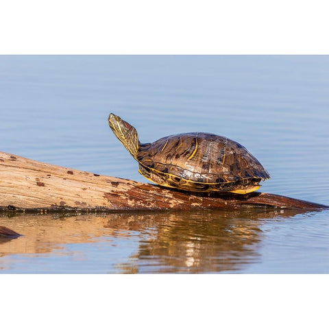 Red-eared Slider(Trachemys scripta elegans-on log in wetland Marion County-Illinois Black Modern Wood Framed Art Print by Day, Richard and Susan