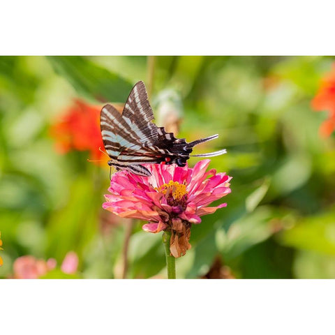 Zebra Swallowtail-Protographium marcellus-on Zinnia Union County-Illinois Black Modern Wood Framed Art Print with Double Matting by Day, Richard and Susan