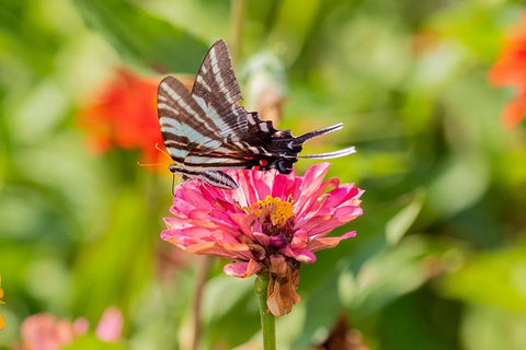 Zebra Swallowtail-Protographium marcellus-on Zinnia Union County-Illinois Black Ornate Wood Framed Art Print with Double Matting by Day, Richard and Susan