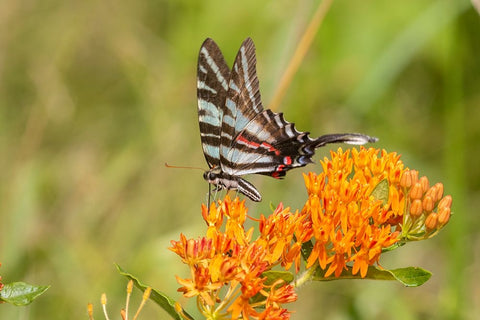 Zebra Swallowtail-Protographium marcellus-on Butterfly Milkweed-Asclepias tuberosa-Marion County-Il White Modern Wood Framed Art Print with Double Matting by Day, Richard and Susan