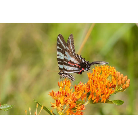 Zebra Swallowtail-Protographium marcellus-on Butterfly Milkweed-Asclepias tuberosa-Marion County-Il Black Modern Wood Framed Art Print by Day, Richard and Susan