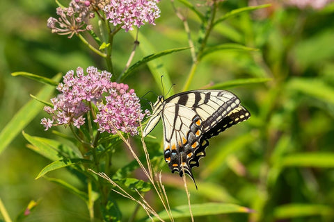 Eastern Tiger Swallowtail-Papilio glaucus-on Swamp Milkweed-Asclepias incarnata-Marion County-Illin Black Ornate Wood Framed Art Print with Double Matting by Day, Richard and Susan