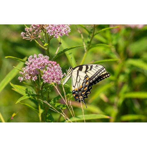 Eastern Tiger Swallowtail-Papilio glaucus-on Swamp Milkweed-Asclepias incarnata-Marion County-Illin Black Modern Wood Framed Art Print by Day, Richard and Susan