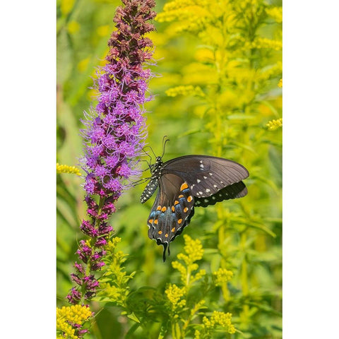 Spicebush Swallowtail-Papilio troilus-on Blazing Star-Liatris spicata-Marion County-Illinois Black Modern Wood Framed Art Print with Double Matting by Day, Richard and Susan
