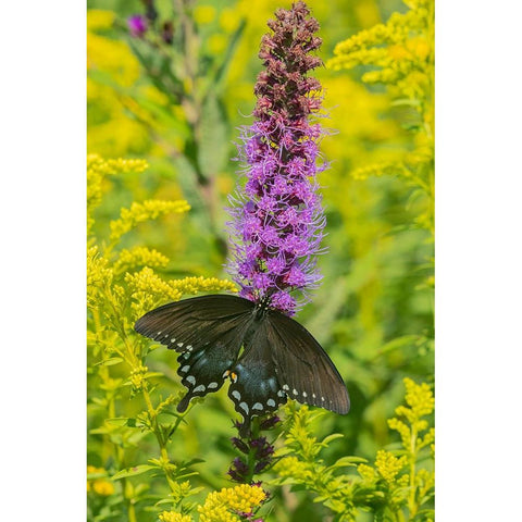 Spicebush Swallowtail-Papilio troilus-on Blazing Star-Liatris spicata-Marion County-Illinois Black Modern Wood Framed Art Print by Day, Richard and Susan