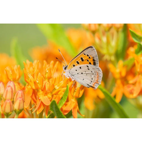 American Copper-Lycaena phlaeas-on Butterfly Milkweed-Asclepias tuberosa-Lawrence County-Illinois Black Modern Wood Framed Art Print by Day, Richard and Susan