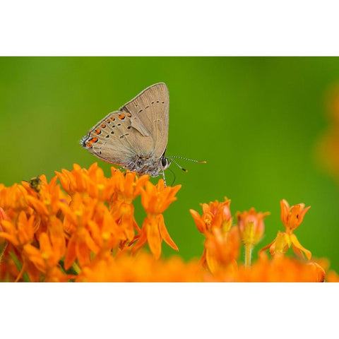 Coral Hairstreak-Satyrium titus-on Butterfly Milkweed-Asclepias tuberosa-Stephen A-Forbes State Par Black Modern Wood Framed Art Print by Day, Richard and Susan