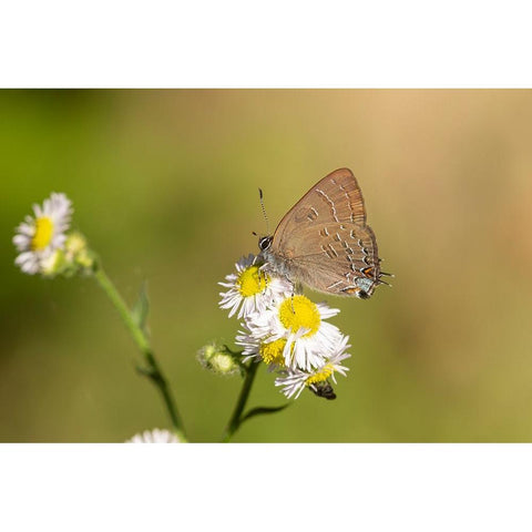 Banded Hairstreak-Satryium calanus-Marion County-Illinois White Modern Wood Framed Art Print by Day, Richard and Susan
