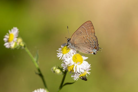 Banded Hairstreak-Satryium calanus-Marion County-Illinois White Modern Wood Framed Art Print with Double Matting by Day, Richard and Susan