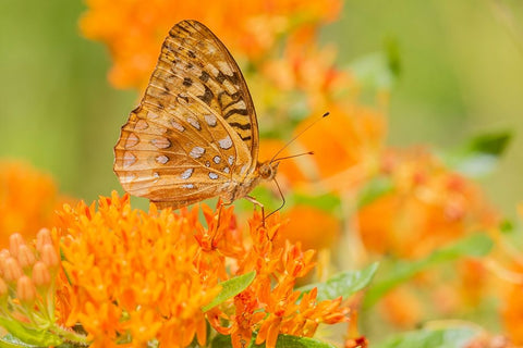 Great Spangled Fritillary-Speyeria cybele-on Butterfly Milkweed-Asclepias tuberosa-Marion County-Il White Modern Wood Framed Art Print with Double Matting by Day, Richard and Susan