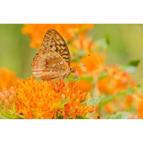 Great Spangled Fritillary-Speyeria cybele-on Butterfly Milkweed-Asclepias tuberosa-Marion County-Il White Modern Wood Framed Art Print by Day, Richard and Susan