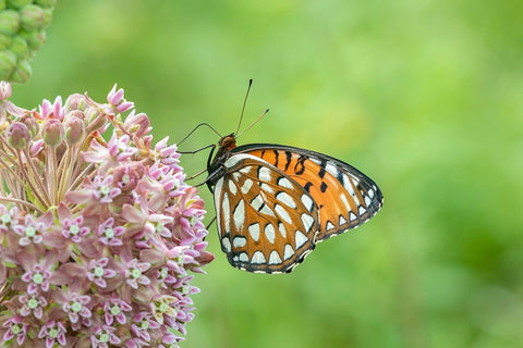 Regal Fritillary-Speyeria idalia-female on Common Milkweed-Asclepias syriaca-Sand Prairie-Scrub Oak White Modern Wood Framed Art Print with Double Matting by Day, Richard and Susan