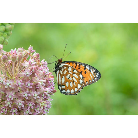 Regal Fritillary-Speyeria idalia-female on Common Milkweed-Asclepias syriaca-Sand Prairie-Scrub Oak White Modern Wood Framed Art Print by Day, Richard and Susan