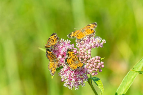 Pearl Crescents-Phyciodes tharos-on Swamp Milkweed-Asclepias incarnata-Marion County-Illinois Black Ornate Wood Framed Art Print with Double Matting by Day, Richard and Susan