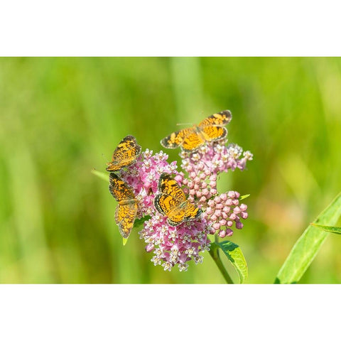 Pearl Crescents-Phyciodes tharos-on Swamp Milkweed-Asclepias incarnata-Marion County-Illinois Black Modern Wood Framed Art Print with Double Matting by Day, Richard and Susan