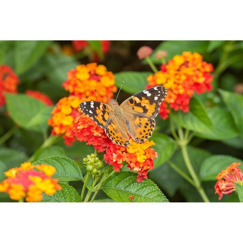 Painted Lady-Vanessa cardui-on Red Spread Lantana-Lantana camara-Marion County-Illinois Gold Ornate Wood Framed Art Print with Double Matting by Day, Richard and Susan