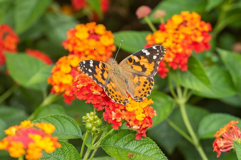 Painted Lady-Vanessa cardui-on Red Spread Lantana-Lantana camara-Marion County-Illinois White Modern Wood Framed Art Print with Double Matting by Day, Richard and Susan