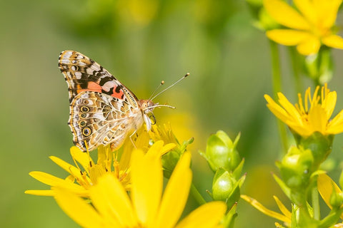 Painted Lady-Vanessa cardui-on Cup Plant-Silphium perfoliatum-Marion County-Illinois Black Ornate Wood Framed Art Print with Double Matting by Day, Richard and Susan