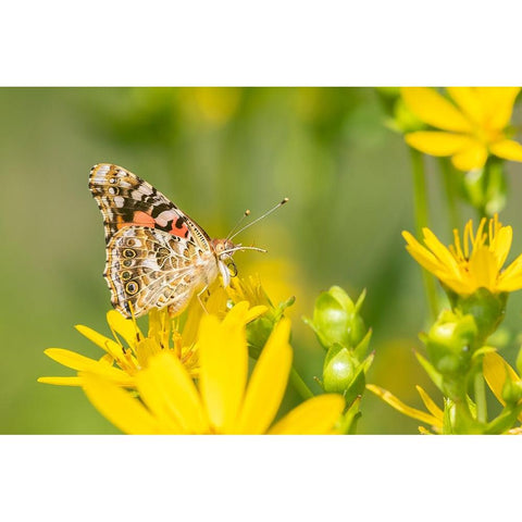 Painted Lady-Vanessa cardui-on Cup Plant-Silphium perfoliatum-Marion County-Illinois Black Modern Wood Framed Art Print with Double Matting by Day, Richard and Susan