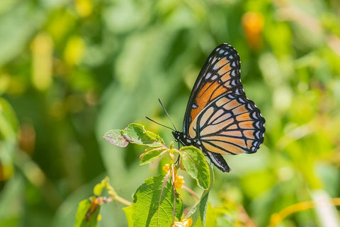 Viceroy-Limenitis archippus-in prairie Marion County-Illinois White Modern Wood Framed Art Print with Double Matting by Day, Richard and Susan