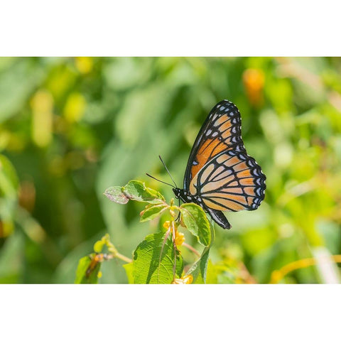 Viceroy-Limenitis archippus-in prairie Marion County-Illinois Black Modern Wood Framed Art Print by Day, Richard and Susan