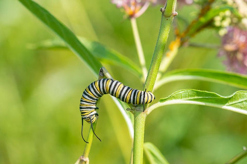 Monarch-Danaus plexippus-caterpillar on Swamp Milkweed-Asclepias incarnata-Marion County-Illinois White Modern Wood Framed Art Print with Double Matting by Day, Richard and Susan