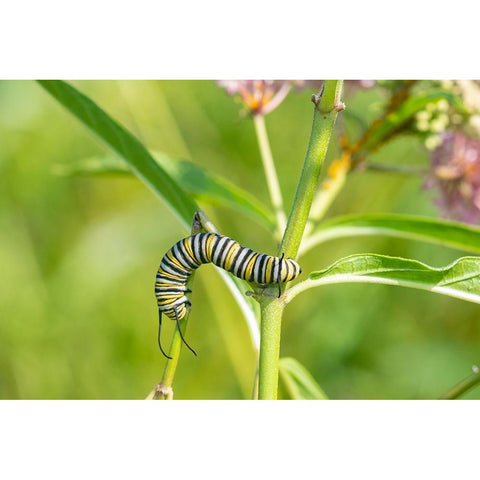 Monarch-Danaus plexippus-caterpillar on Swamp Milkweed-Asclepias incarnata-Marion County-Illinois Black Modern Wood Framed Art Print by Day, Richard and Susan
