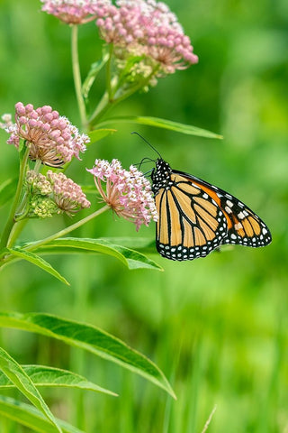 Monarch-Danaus plexippus-on Swamp Milkweed-Asclepias incarnata-Marion County-Illinois Black Ornate Wood Framed Art Print with Double Matting by Day, Richard and Susan