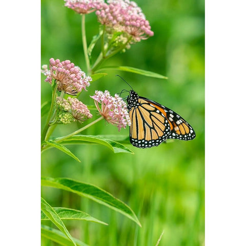 Monarch-Danaus plexippus-on Swamp Milkweed-Asclepias incarnata-Marion County-Illinois Black Modern Wood Framed Art Print by Day, Richard and Susan