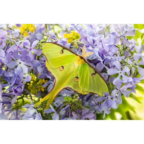 Luna Moth-Actias luna-on phlox Marion County-Illinois Gold Ornate Wood Framed Art Print with Double Matting by Day, Richard and Susan