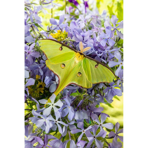Luna Moth-Actias luna-on phlox Marion County-Illinois Black Modern Wood Framed Art Print with Double Matting by Day, Richard and Susan