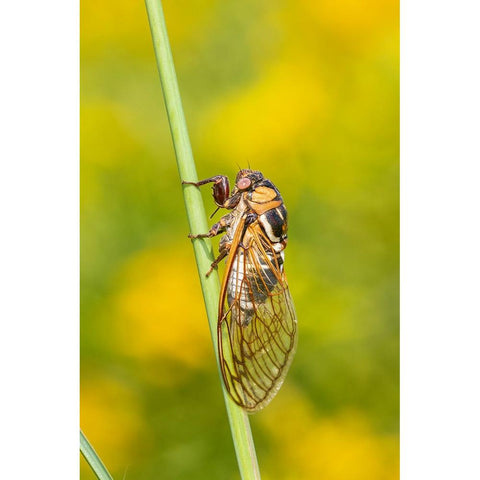 Prairie Cicada-Megatibicen dorsatus-Marion County-Illinois Gold Ornate Wood Framed Art Print with Double Matting by Day, Richard and Susan