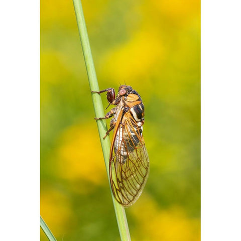 Prairie Cicada-Megatibicen dorsatus-Marion County-Illinois Black Modern Wood Framed Art Print by Day, Richard and Susan