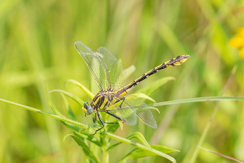 Plains Clubtail-Gomphus externus-Lawrence County-Illinois White Modern Wood Framed Art Print with Double Matting by Day, Richard and Susan