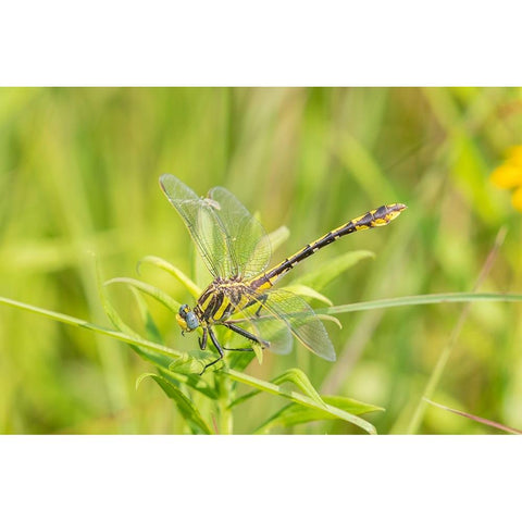 Plains Clubtail-Gomphus externus-Lawrence County-Illinois Black Modern Wood Framed Art Print by Day, Richard and Susan