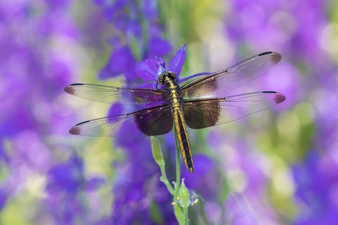 Widow Skimmer-Libellula luctosa-female on Larkspur-Delphinium sp-Marion County-Illinois White Modern Wood Framed Art Print with Double Matting by Day, Richard and Susan