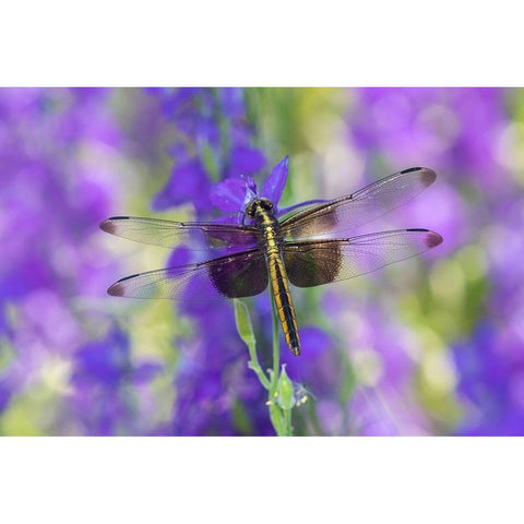 Widow Skimmer-Libellula luctosa-female on Larkspur-Delphinium sp-Marion County-Illinois White Modern Wood Framed Art Print by Day, Richard and Susan